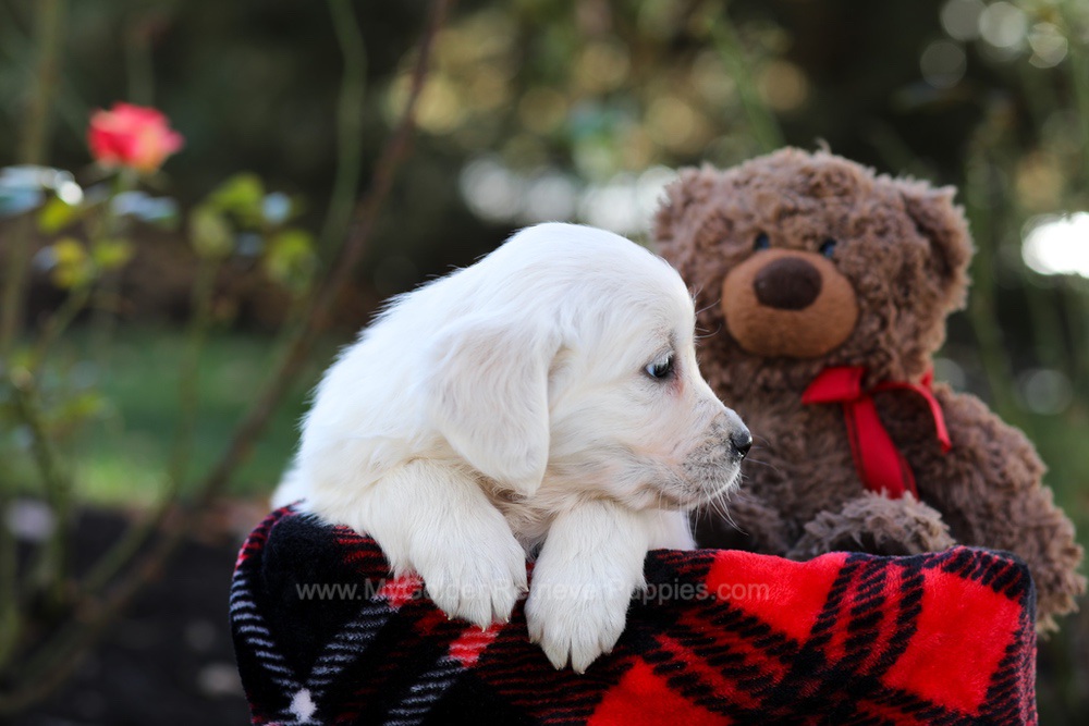 Harriet Image of Harriet, a Golden Retriever puppy