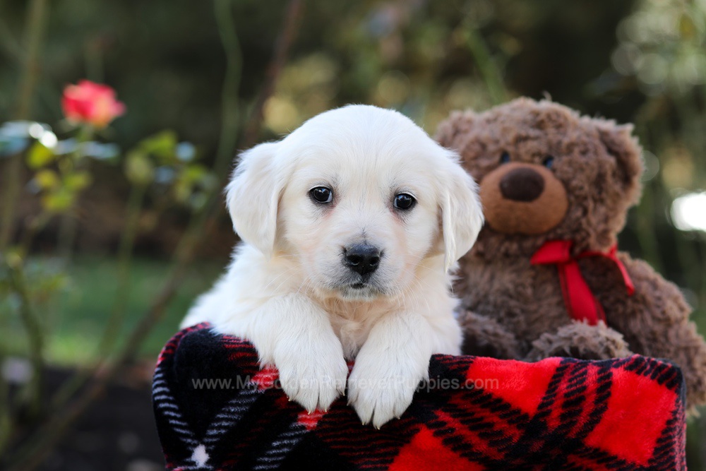 Harriet Image of Harriet, a Golden Retriever puppy