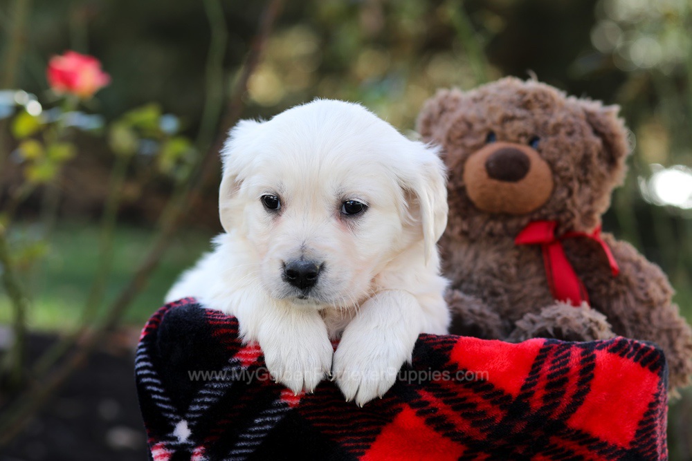 Harriet Image of Harriet, a Golden Retriever puppy