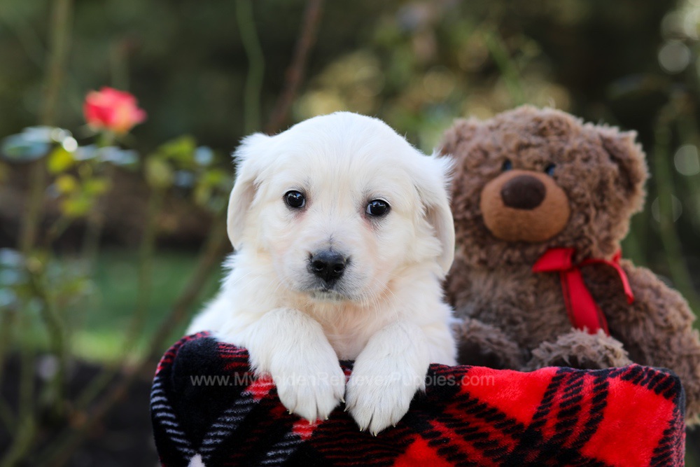 Harriet Image of Harriet, a Golden Retriever puppy