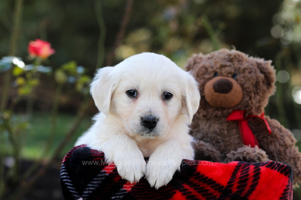Harriet Image of Harriet, a Golden Retriever puppy