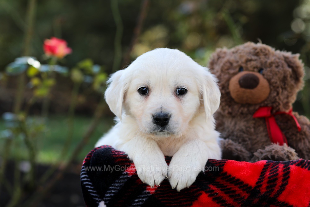 Harriet Image of Harriet, a Golden Retriever puppy