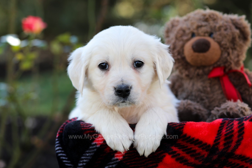 Harriet Image of Harriet, a Golden Retriever puppy