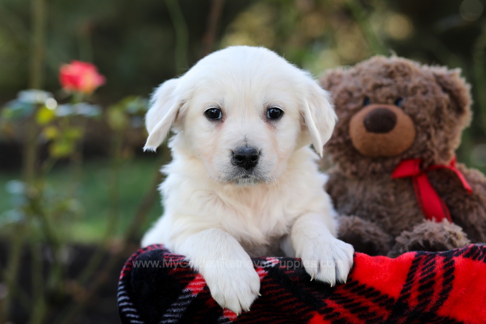 Harriet Image of Harriet, a Golden Retriever puppy