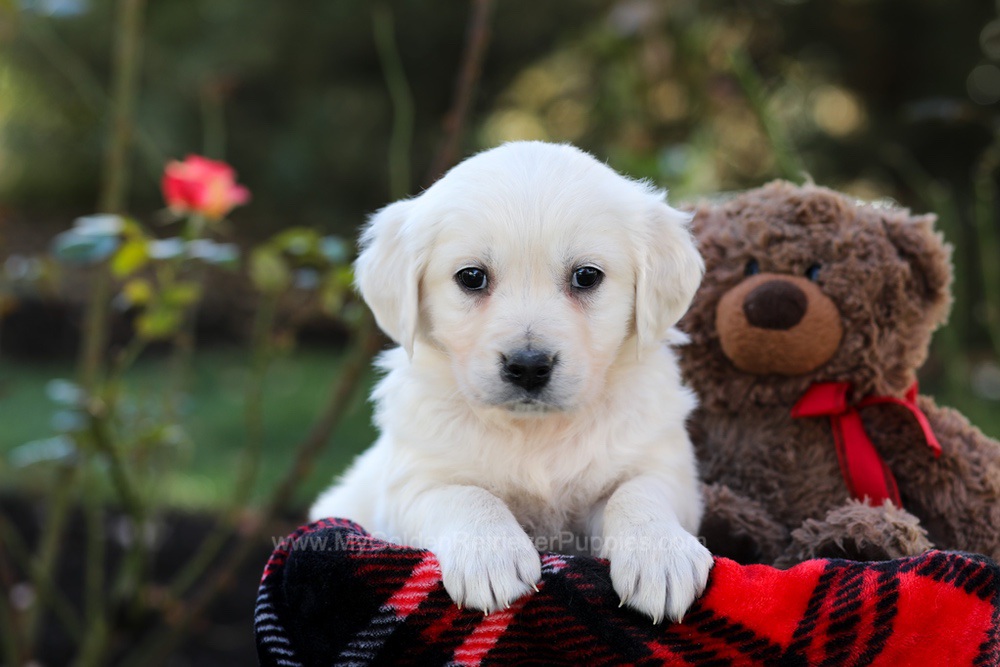 Harriet Image of Harriet, a Golden Retriever puppy