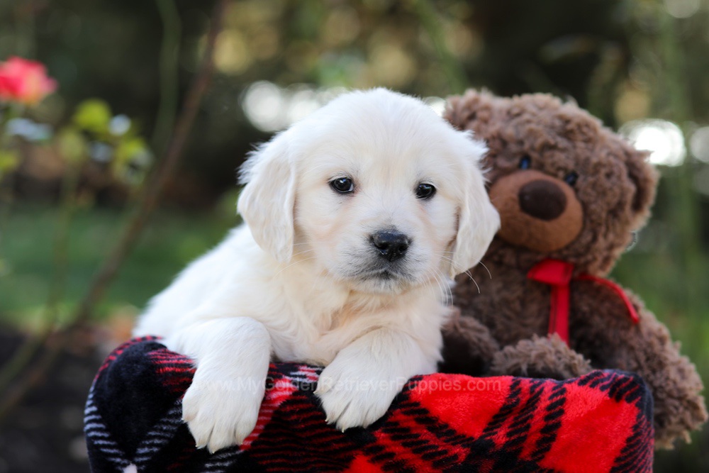 Haven Image of Haven, a Golden Retriever puppy
