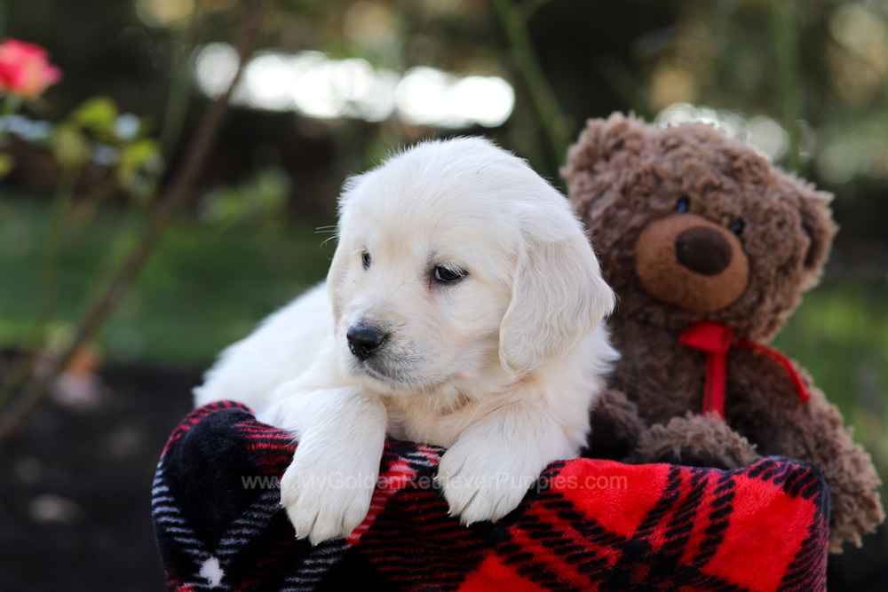 Haven Image of Haven, a Golden Retriever puppy