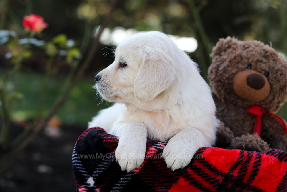 Haven Image of Haven, a Golden Retriever puppy