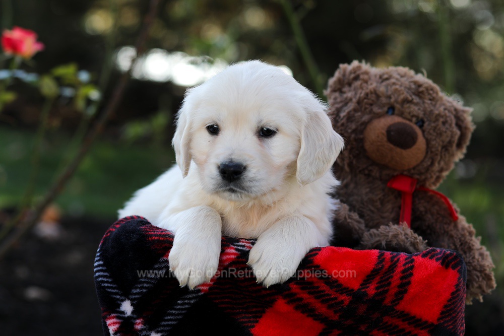 Haven Image of Haven, a Golden Retriever puppy