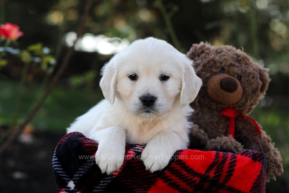 Haven Image of Haven, a Golden Retriever puppy