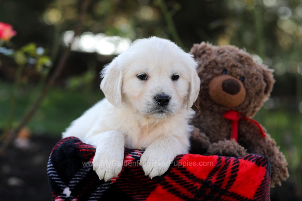 Haven Image of Haven, a Golden Retriever puppy
