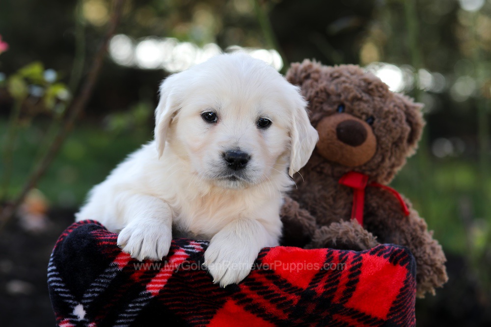 Haven Image of Haven, a Golden Retriever puppy