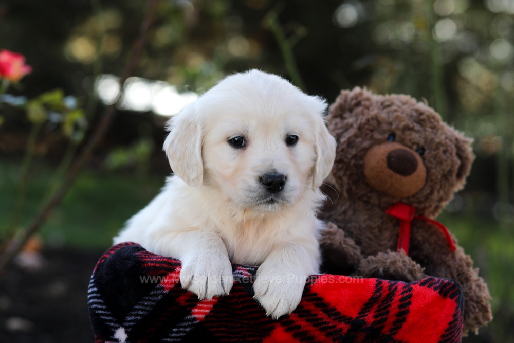 Haven Image of Haven, a Golden Retriever puppy