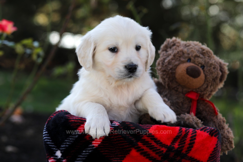 Haven Image of Haven, a Golden Retriever puppy