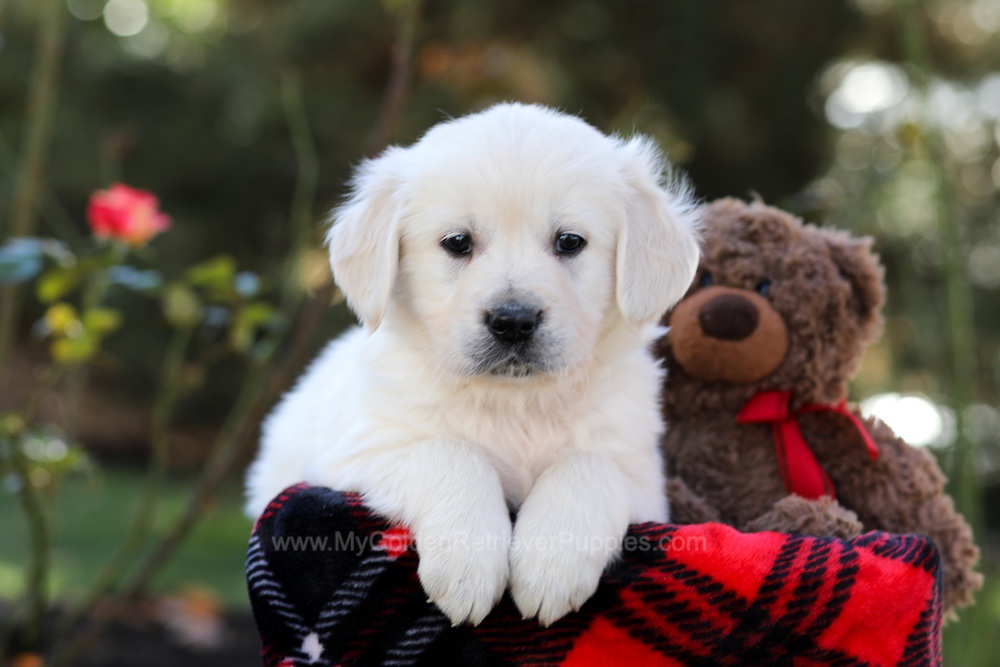 Hayes Image of Hayes, a Golden Retriever puppy