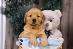 Image of Hazel, a Golden Retriever puppy
