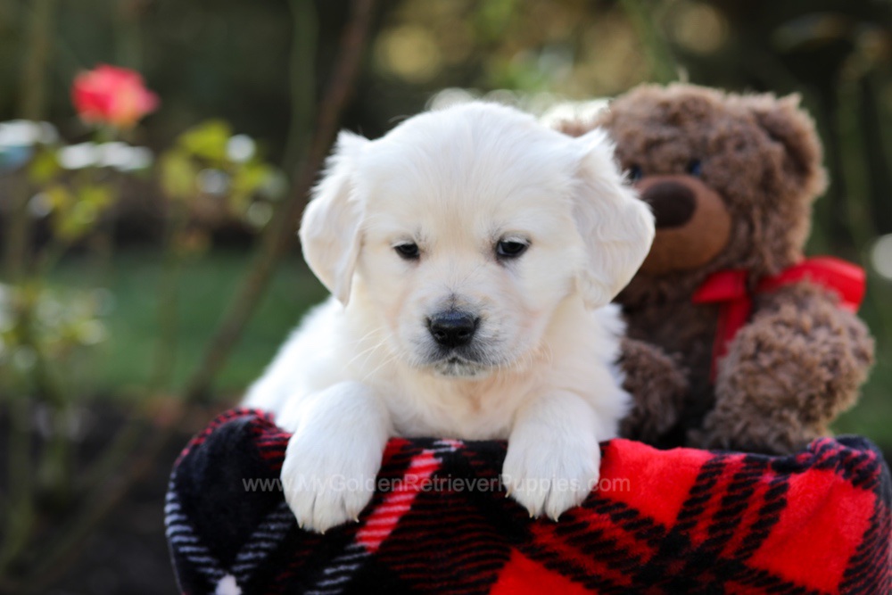 Heather Image of Heather, a Golden Retriever puppy