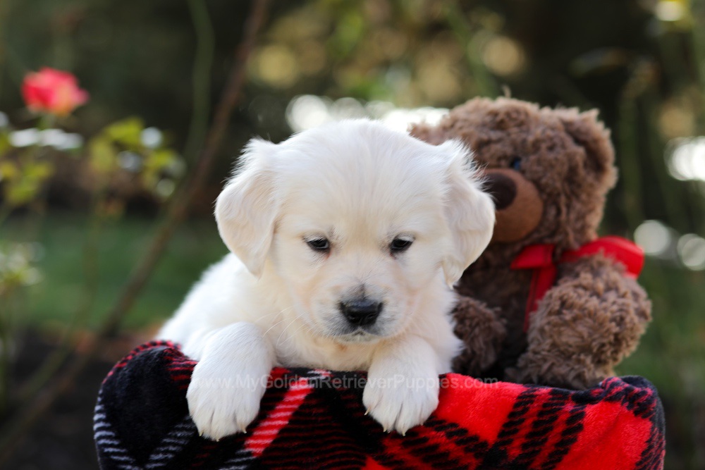 Heather Image of Heather, a Golden Retriever puppy