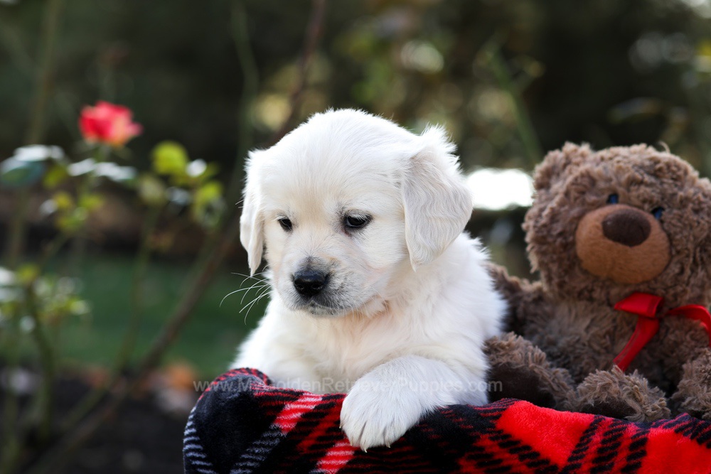 Heather Image of Heather, a Golden Retriever puppy
