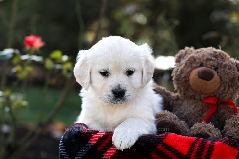 Heather Image of Heather, a Golden Retriever puppy