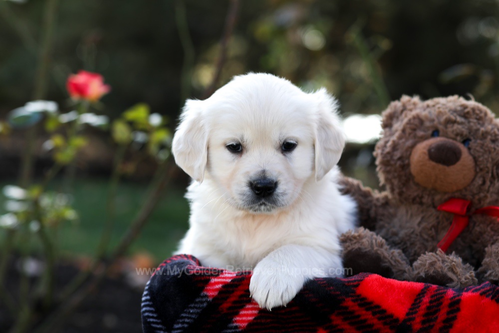 Heather Image of Heather, a Golden Retriever puppy