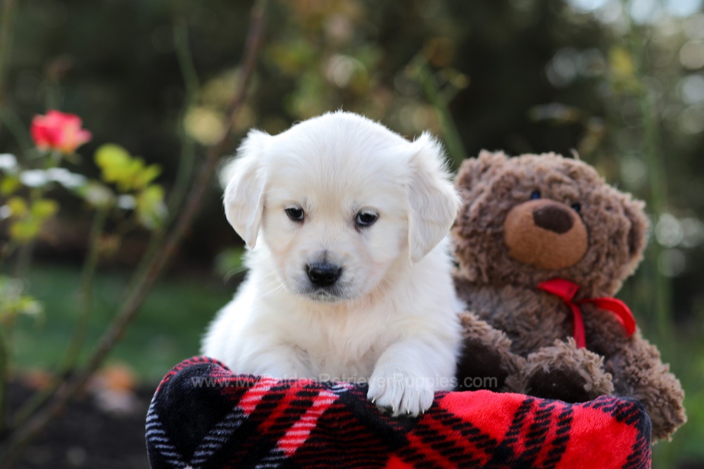 Heather Image of Heather, a Golden Retriever puppy