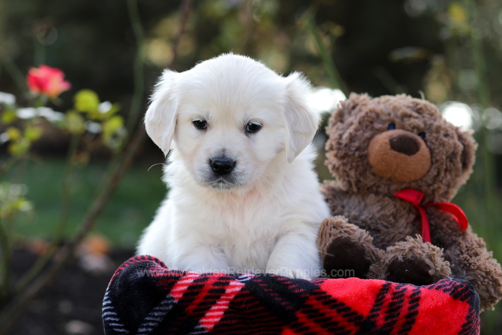 Heather Image of Heather, a Golden Retriever puppy