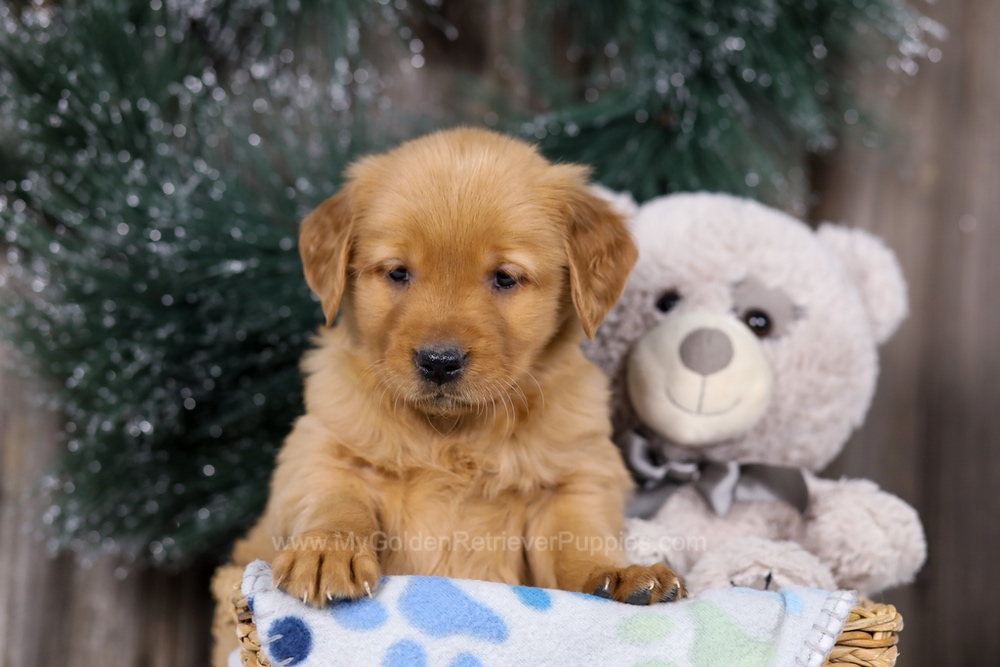 Heidi Image of Heidi, a Golden Retriever puppy