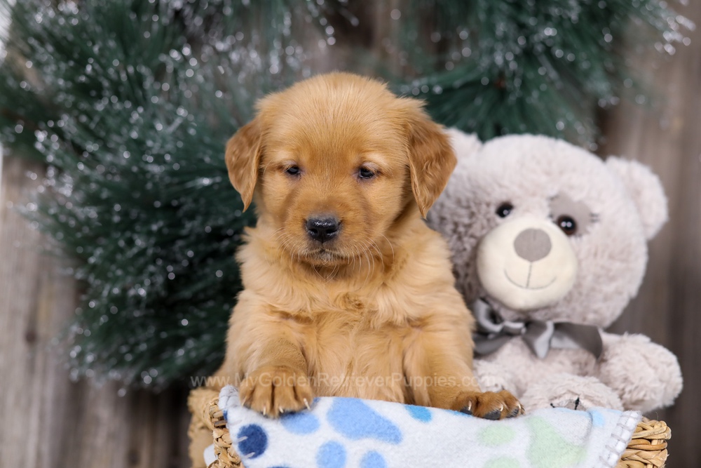 Heidi Image of Heidi, a Golden Retriever puppy