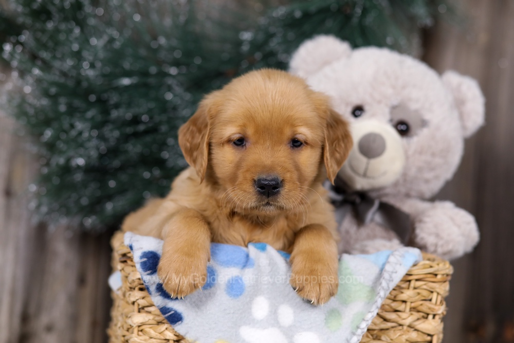 Heidi Image of Heidi, a Golden Retriever puppy