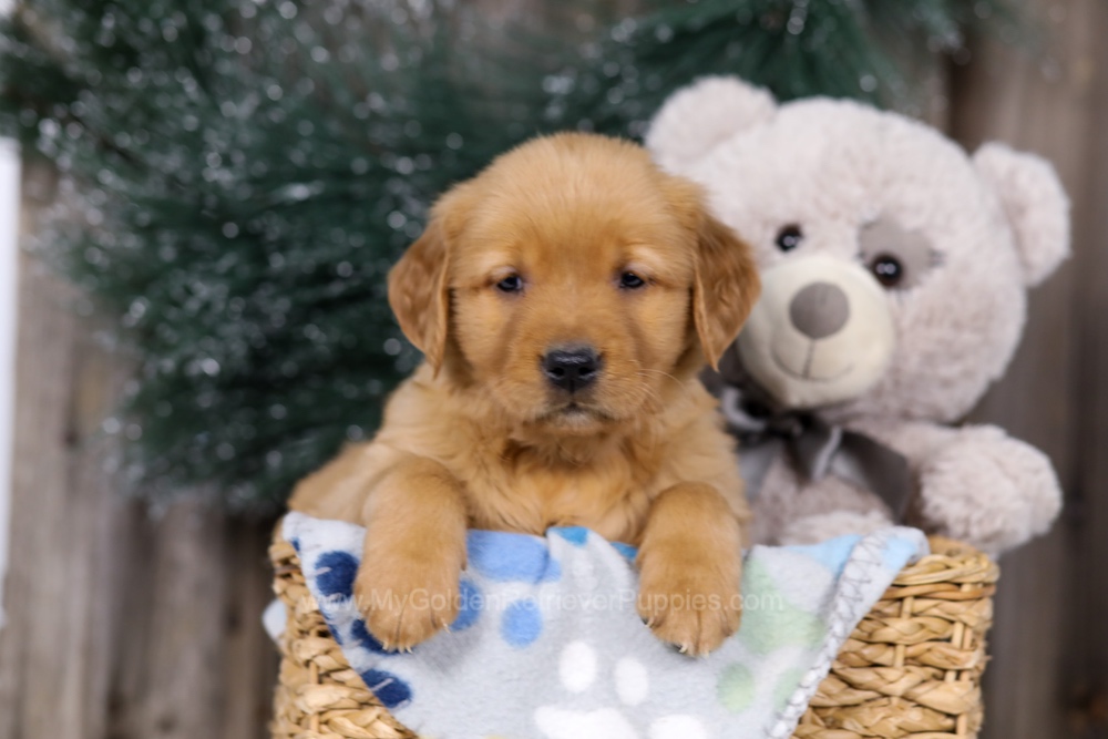 Heidi Image of Heidi, a Golden Retriever puppy