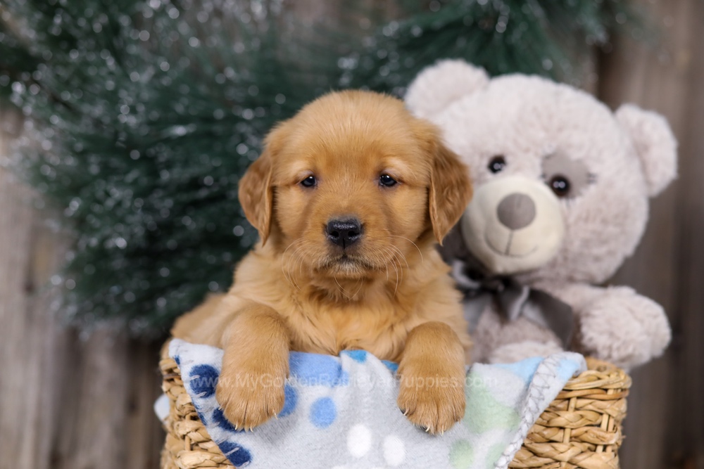 Heidi Image of Heidi, a Golden Retriever puppy