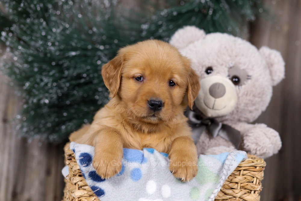 Heidi Image of Heidi, a Golden Retriever puppy