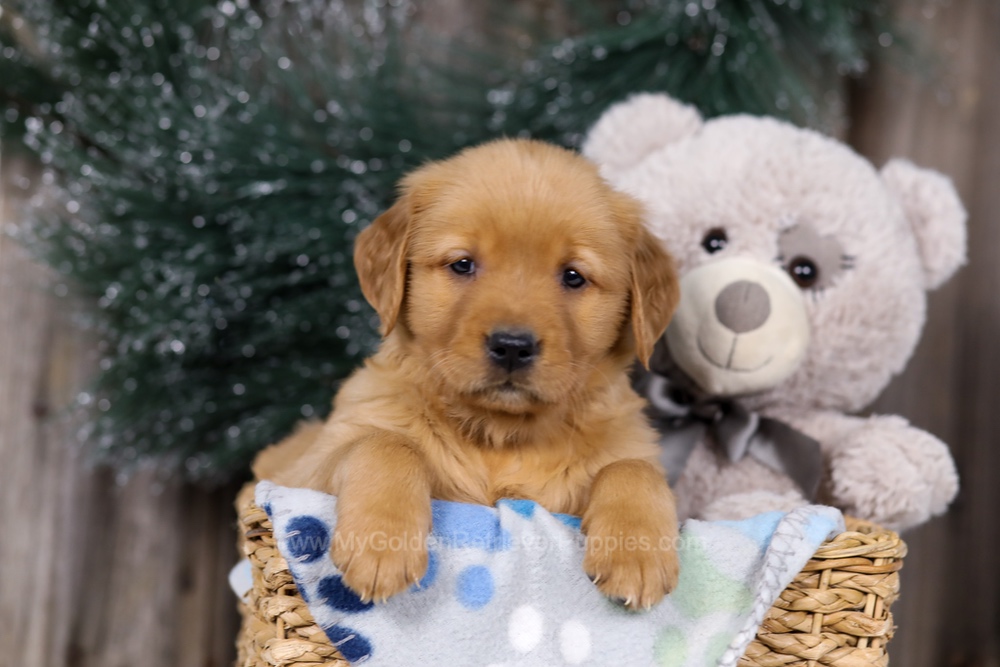 Heidi Image of Heidi, a Golden Retriever puppy