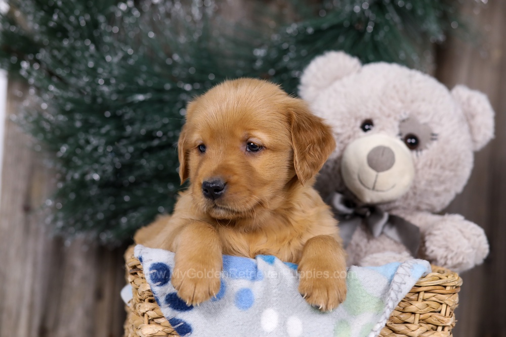 Heidi Image of Heidi, a Golden Retriever puppy