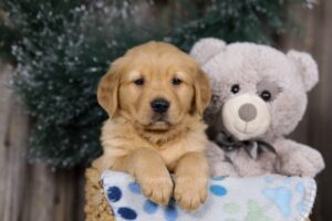 Image of Hershey, a Golden Retriever puppy