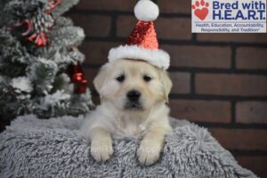 Image of Holly, a Golden Retriever puppy