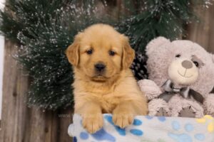 Image of Holly, a Golden Retriever puppy