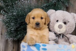 Image of Honey, a Golden Retriever puppy