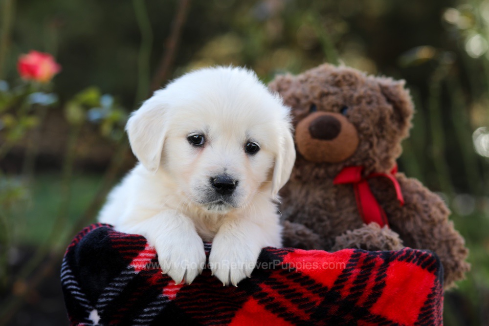 Honey Image of Honey, a Golden Retriever puppy