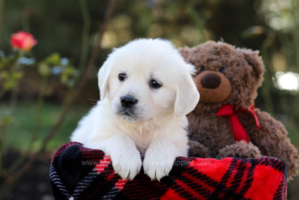 Honey Image of Honey, a Golden Retriever puppy