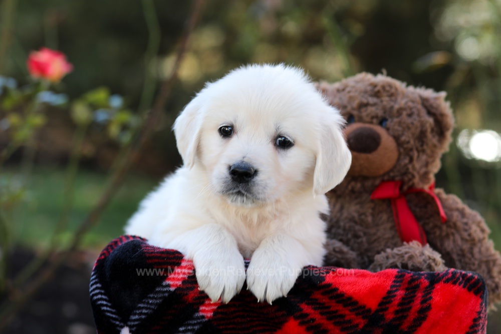 Honey Image of Honey, a Golden Retriever puppy