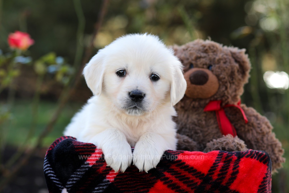 Honey Image of Honey, a Golden Retriever puppy