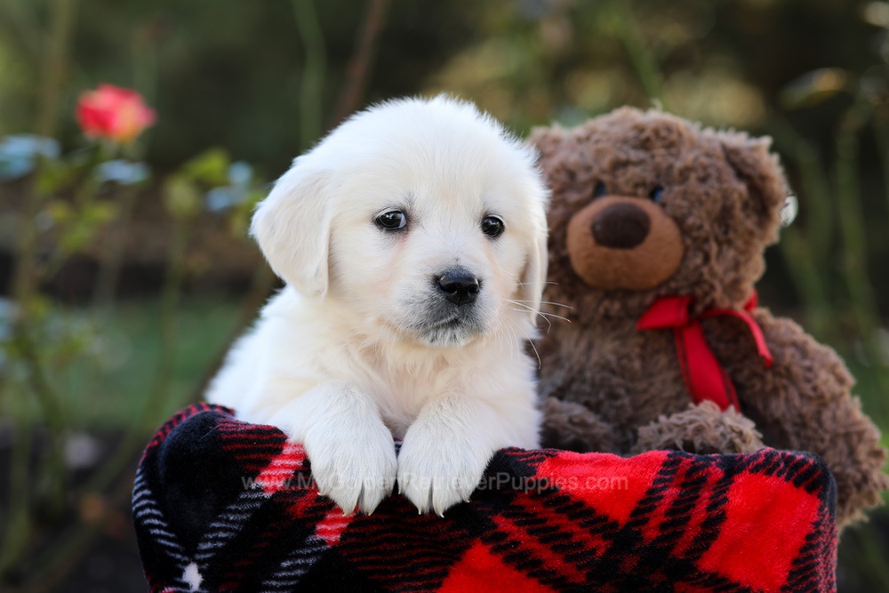 Honey Image of Honey, a Golden Retriever puppy