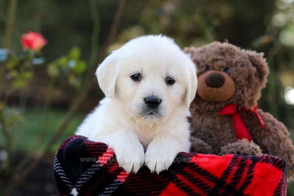 Honey Image of Honey, a Golden Retriever puppy