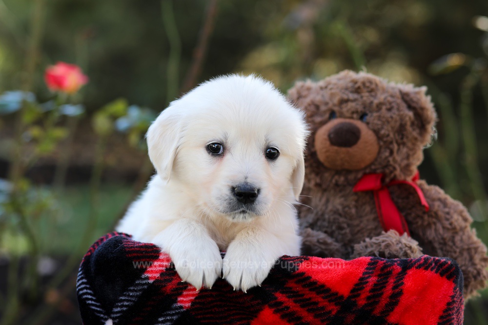 Honey Image of Honey, a Golden Retriever puppy