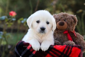 Image of Honey, a Golden Retriever puppy