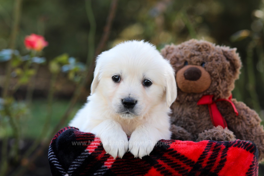 Honey Image of Honey, a Golden Retriever puppy