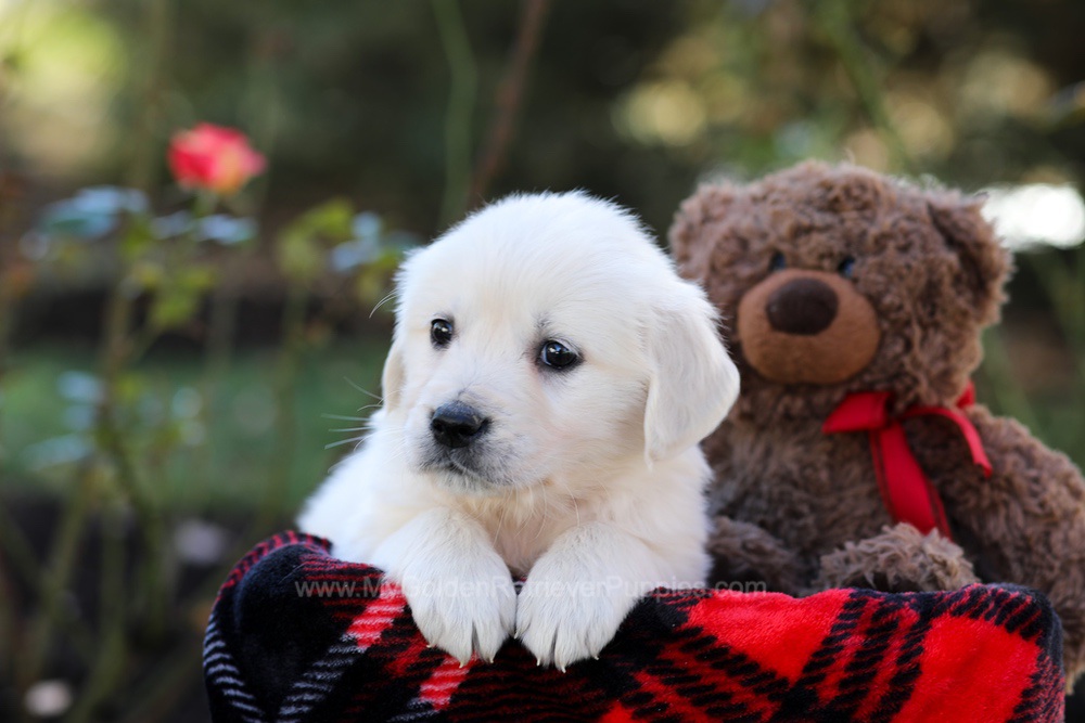 Honey Image of Honey, a Golden Retriever puppy