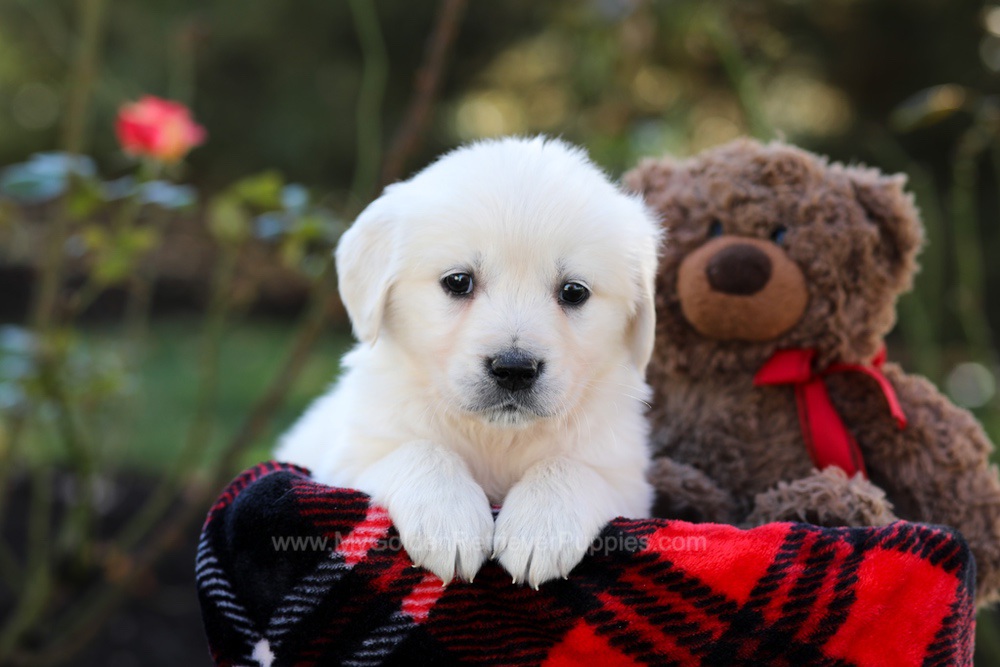 Honey Image of Honey, a Golden Retriever puppy